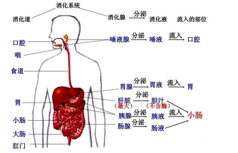 女胃位置|女性胃在什么位置